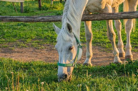 Horse Eating Grass Stock Photo Image Of Equine Flower 41158524
