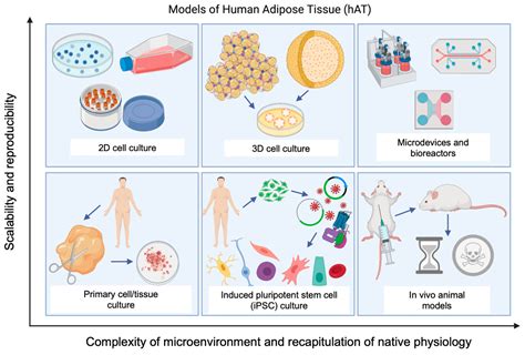 Cells Free Full Text Human Adipose Derived Stromalstem Cell