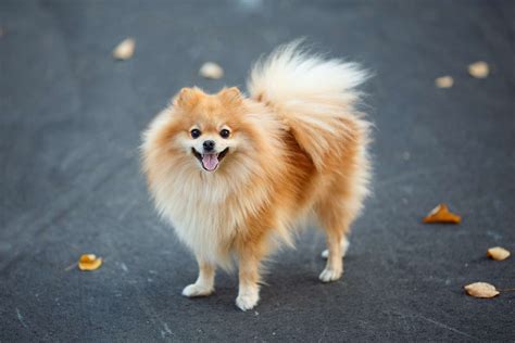 15 Best Names For Fluffy Dogs