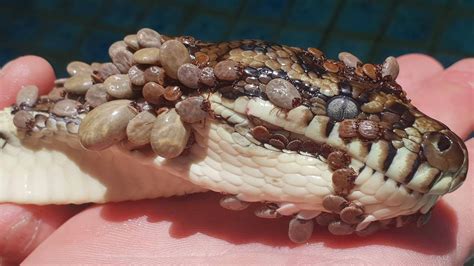 Snake Covered In 511 Ticks Discovered On Gold Coast Photos The