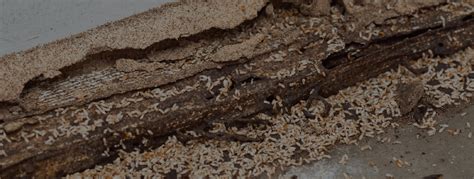 Knoxville's most trusted termite exterminators. Termite Treatment - Action Pest Management - Broken Arrow ...