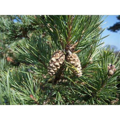 Pin Sylvestre Bio Pinus Sylvestris Huile Essentielle