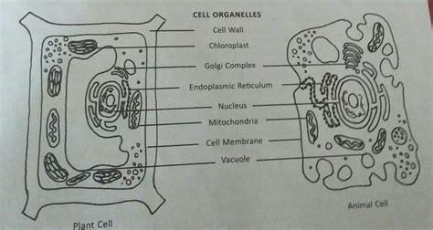 Check spelling or type a new query. draw a labelled diagram of plant and animal cell - Brainly.in