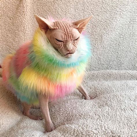Meet Loki The Worlds Grumpiest Sphynx Cat