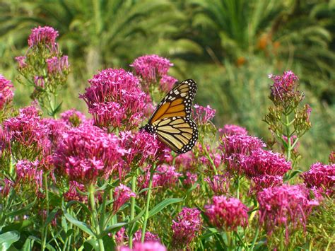 Schmetterlingsfreundliche Pflanzen: Die 10 besten Arten - Plantura