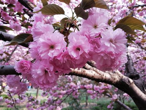 Free Images Flower Pink Spring China Flowering Plant Petal Tree