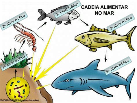 Cadeia Alimentar Do Peixe