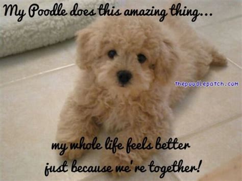 Poodle dog cartoon bowl | zazzle.com. MY POODLE DOES THIS AMAZING THING MY WHOLE LIFE FEELS ...