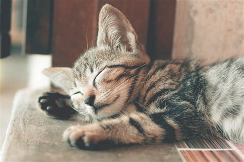 Kutu pada kucing memiliki nama ilmiah ctenocephalides felis. Cara Menghilangkan Kutu Kucing Dan Tips Menjaga Kesehatan ...