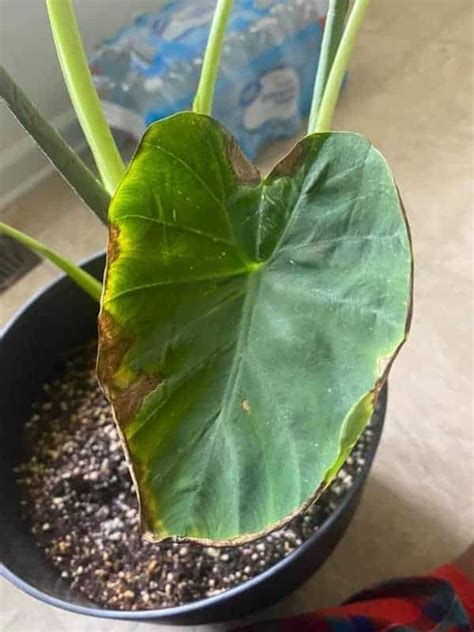 Elephant Ear Leaves Turning Brown (9 Causes And Solutions) - Garden For