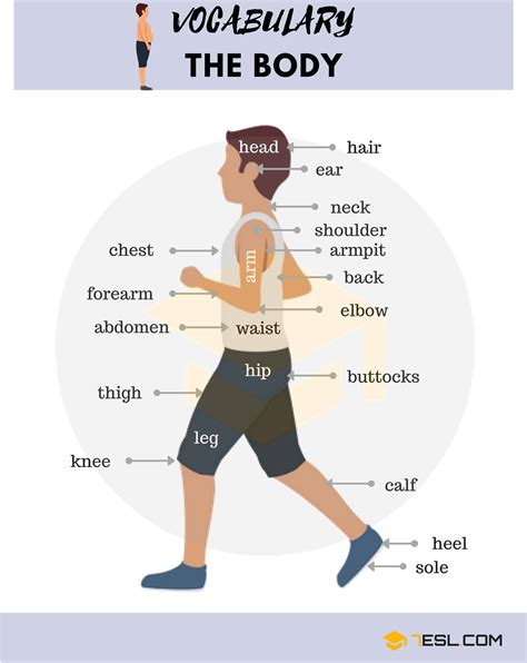 Body Parts: Parts Of The Body in English with Pictures • 7ESL