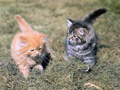 Compartiendo Fondos : fondos de gatitos tiernos
