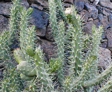 That cactus looks like it is trying to get more sun. Gothic Lanzarote | The Mad Cat Lady