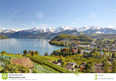 Spiez Switzerland Stock Photo Image Of Lake Grapes