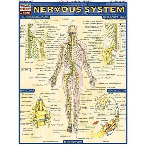 Want to learn more about it? Nervous System Study Chart | $3.99