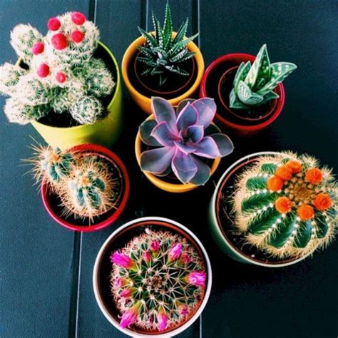 15 Creative Diy Cactus Planters You Should Copy Right Now Decoor
