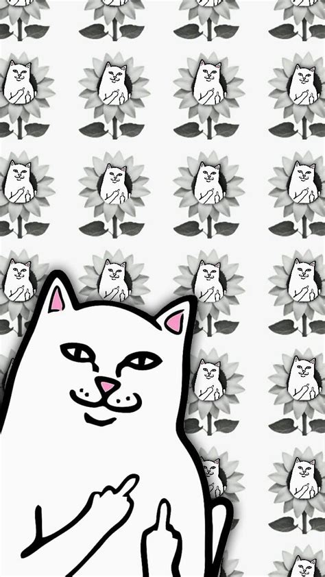 Cat Meme Wallpapers Wallpaper Cave