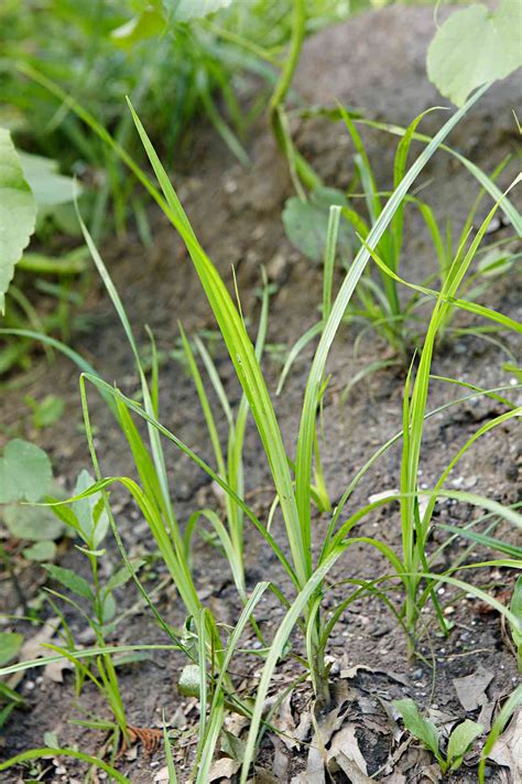 Crops And Seed Types Of Grass Seed Heads