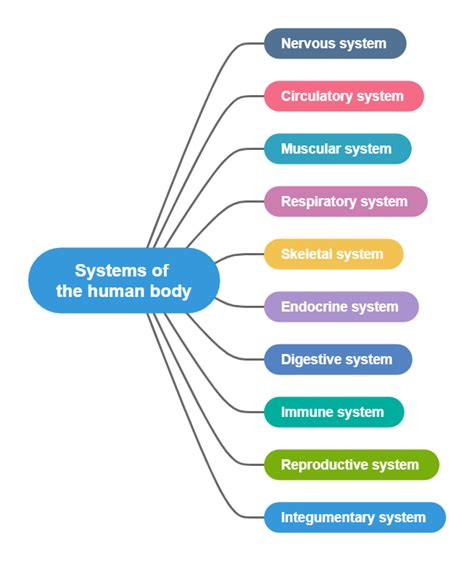 Functions Of Body Systems Body Systems Concept Map Human Body Systems
