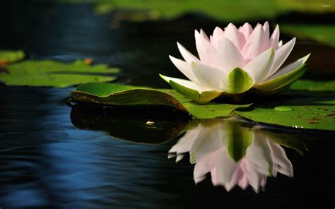 Water Lily 12 Wallpaper Flower Wallpapers 40843