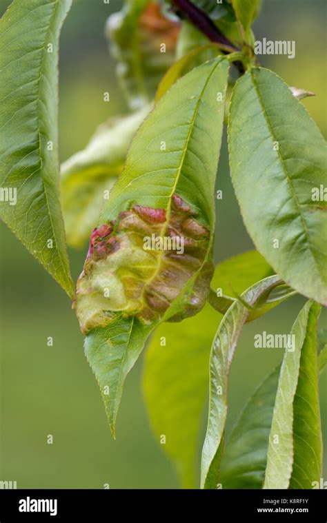 Peach Leaf Curl Taphrina Defrmans A Fungal Disease Deforming And