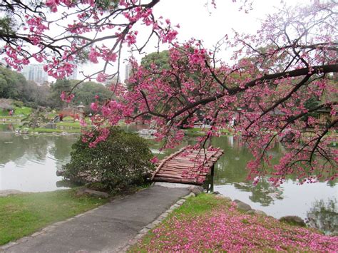 Los Cerezos En Flor Del Jardín Japonés Muestran Su Magia Descubrir
