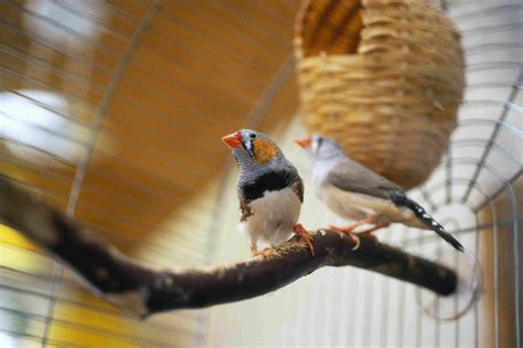 8 Top Low Maintenance Pet Bird Species