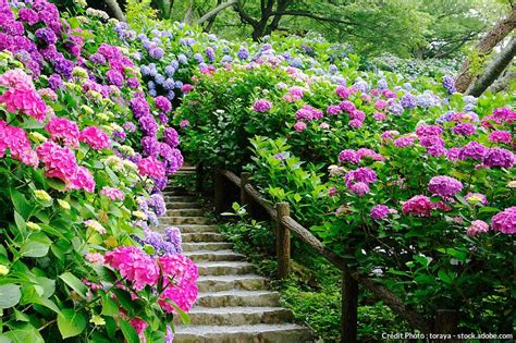 Obtenir De Beaux Hortensias Bleus Détente Jardin