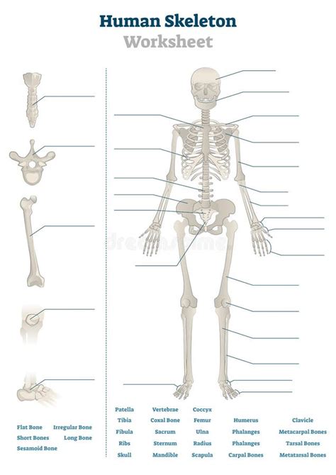Esqueleto Humano Ilustración Del Vector Ilustración De Osteoporosis