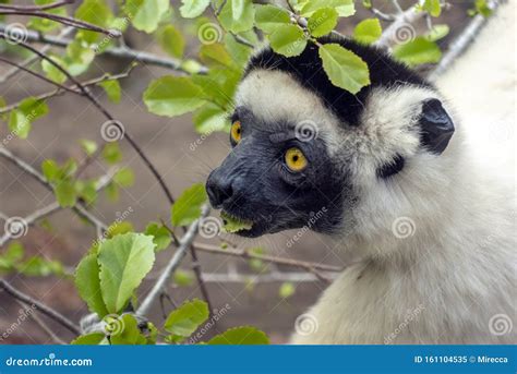 Sifaka Lemur Silky Sifaka Propithecus Candidus Madagascar Stock Image