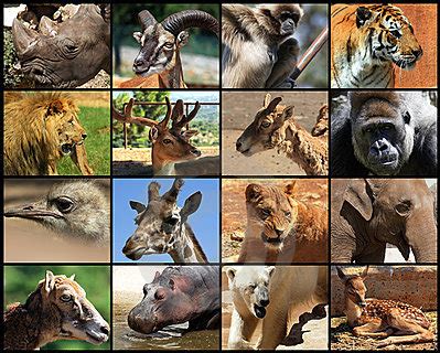 Fun Mammals Quiz – FREE Interactive General Science Quiz for Kids