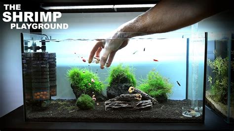 The Shrimp Playground NEW Shrimp Setup For Neocaridina YouTube