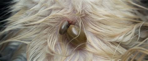 Flea Tick Worming Guide Dog Pet Better With Pet Circle