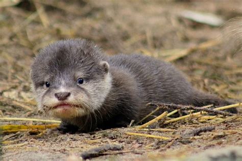 The ears are small and rounded. Undeniable cuteness of a baby Asian Small-Clawed Otter : aww