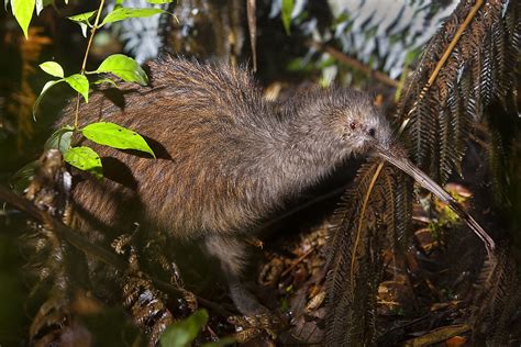 The 5 Species Of Kiwis Of New Zealand Worldatlas