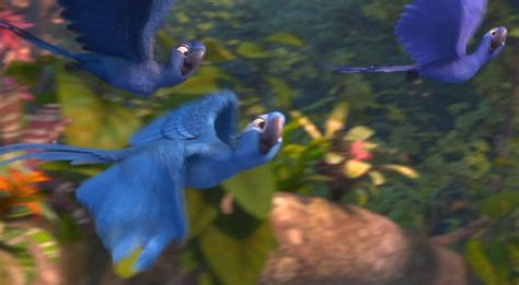 Lady Macaw Rio Wiki Fandom