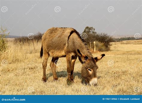 Donkey Grazing In A Field On A Farm Stock Photo Image Of Egypt Milk