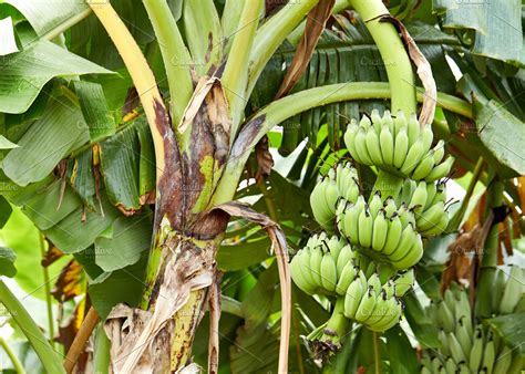 Banana Tree With A Bunch Of Growing Bananas High Quality Nature Stock