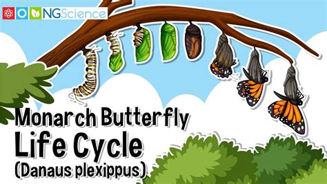 monarch butterfly life cycle stages