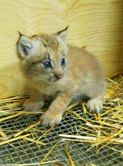Little Lynx Kitten Born At The Montreal Biodome Zooborns