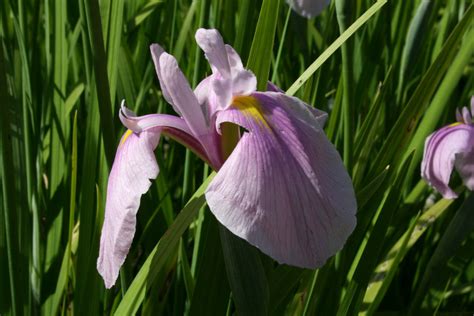 Iris Ensata Rose Queen Ballyrobert Gardens