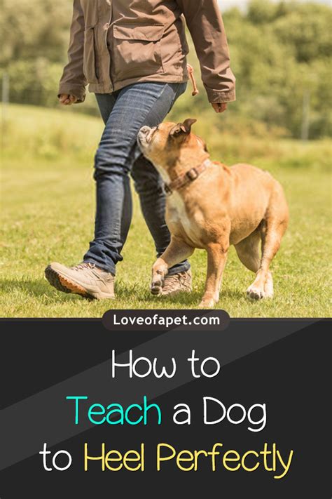 How To Teach A Dog To Heel Perfectly Love Of A Pet Dog Training