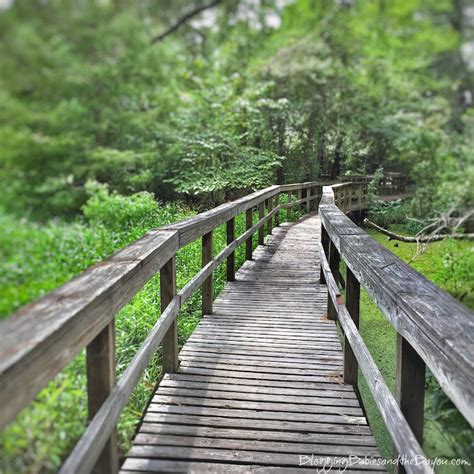 A Picturesque Walk At Northlake Nature Center In Mandeville Louisiana