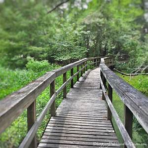A, Picturesque, Walk, At, Northlake, Nature, Center, In