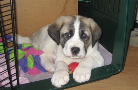 anatolian shepherd dog breed information puppies pictures