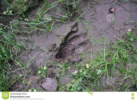 Deer Footprint In The Mud Stock Photo Image Of Background 78731702