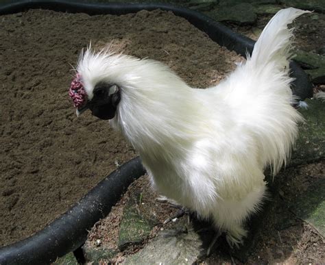 Now, if you'll excuse me, i have to call chino the handyman and see if his friend wants 2 more roosters. Silkie Chickens and Some Facts About Them | Coops & Cages