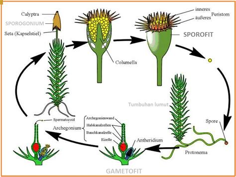 Biologi Gonzaga Metagenesis Lumut Paku