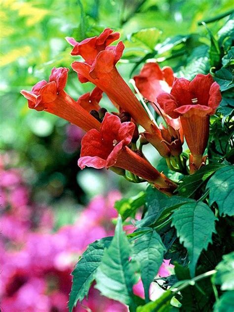 The plant grows around 6 inches tall and blankets the ground in small white flowers in the spring. Campsis radicans 'Monbal' (Trumpet Creeper) | Sunnyside ...