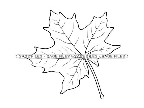 Maple Leaf Outline 3 Svg Maple Leaf Svg Autumn Maple Leaf Clipart